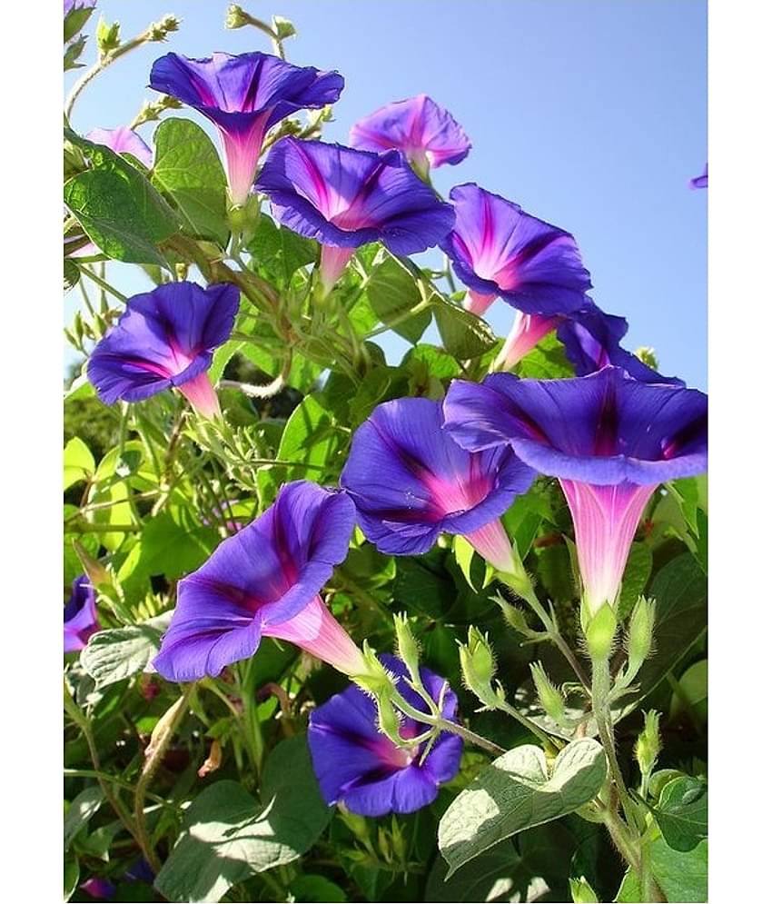 STOREFLIX MORNING GLORY IPOMOEA MIX VARIETY Seed (30 per packet) WITH FREE COCOPEAT SOIL AND USER MANUAL