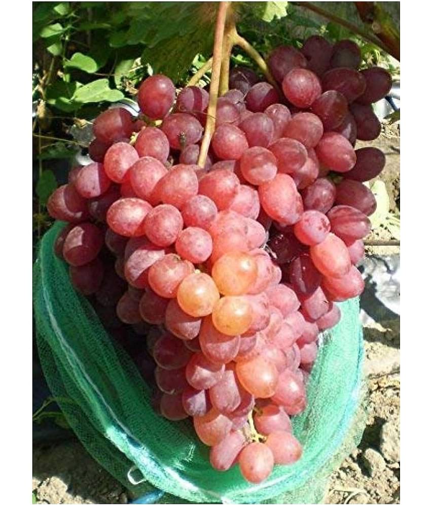 BS SEEDS Sweet Manicure Finger Grapes Professional Seed Set (Pack of 15)