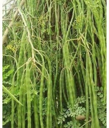 MORINGA Seeds Advance Variety Drumstick Seeds (Sahjan ki Phalli,Saragavo) 100 SEEDS PACK FOR HOME KITCHEN gardening use