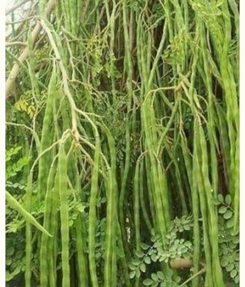 MORINGA Seeds Advance Variety Drumstick Seeds (Sahjan ki Phalli,Saragavo) 100 SEEDS PACK FOR HOME KITCHEN gardening use