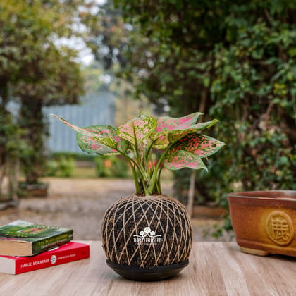 Birthright || Kokedama Aglaonema || Plant