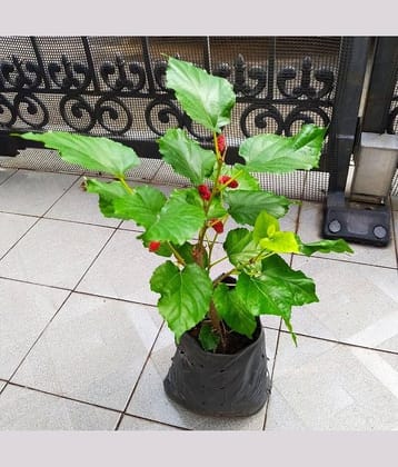 Cloud Farm Outdoor Fruit Plant ( Pack of 1 )