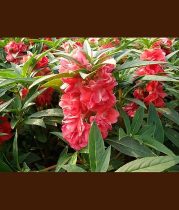 homeagro - Balsam Mixed Flower ( 20 Seeds )