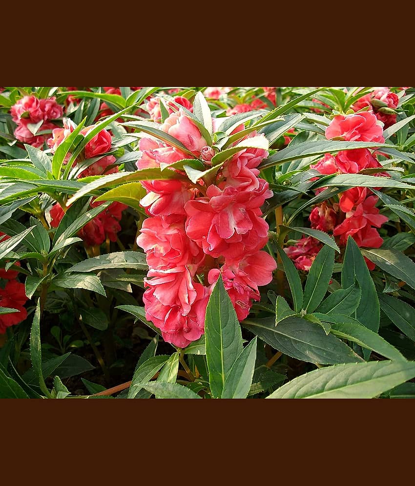 homeagro - Balsam Mixed Flower ( 20 Seeds )