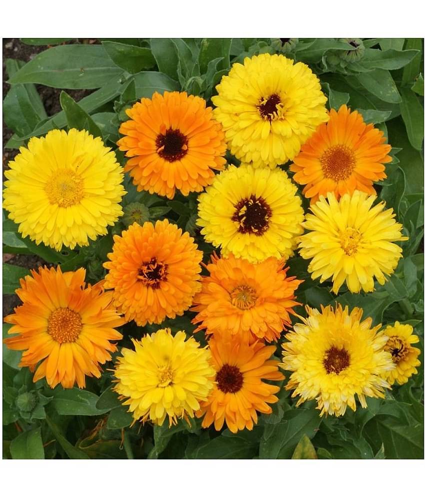 calendula flower seeds with growing cocopeat 30 seeds