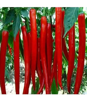 Jignisha Seeds - Chilli Vegetable ( 50 Seeds )