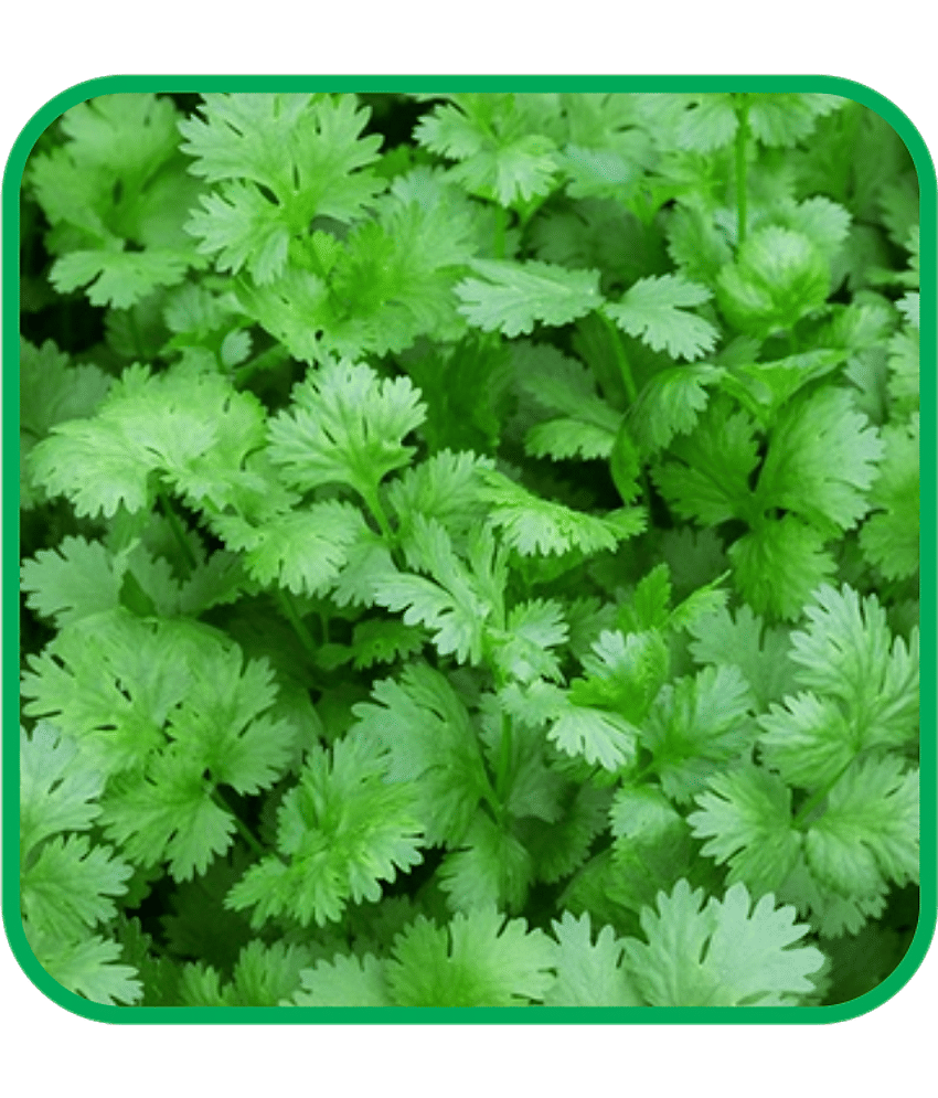 Aero Seeds Coriander Pack of 500 Seeds