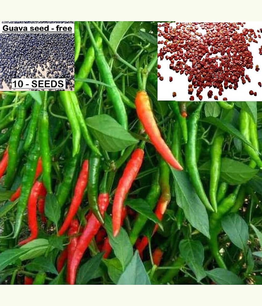 homeagro - Chilli Vegetable ( 50 Seeds )