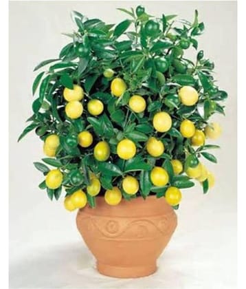 INNATE Lemon Seeds - 20 seed Pack