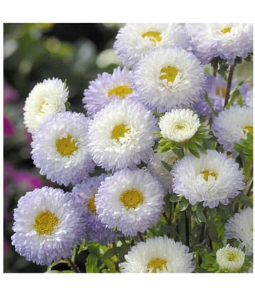 White pulp aster flowers seeds with growing soil