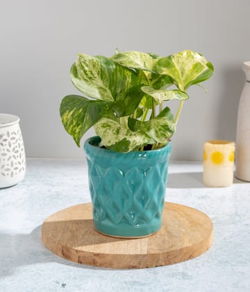 Money Plant In Diamond Shaped Planter