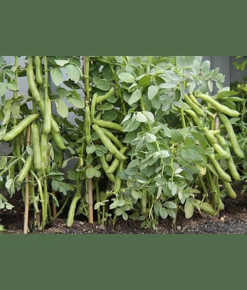 flat lima bean Sem phali vegetable 25 seeds pack with user manual