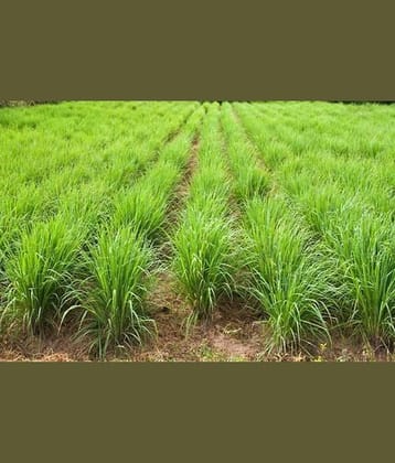 LEMON GRASS HERB PLANT 50 SEEDS PACK WITH COCOPEAT AND USER MANUAL FPR HOME KITCHEN GARDEN USE