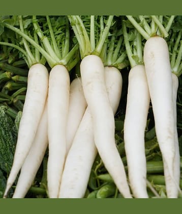 Hybrid White Radish Vegetable ( 500 Seeds )