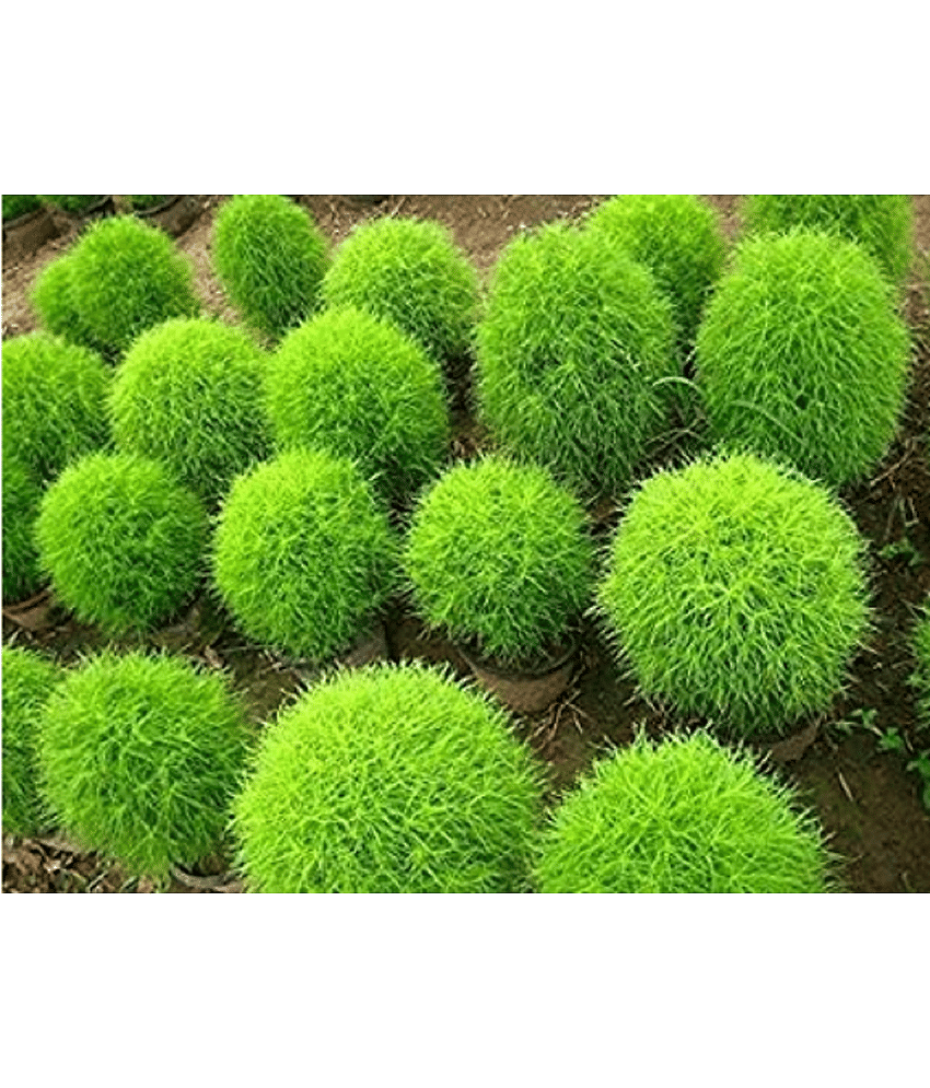 CLASSIC GREEN EARTH - Kochia Herb ( 60 Seeds )