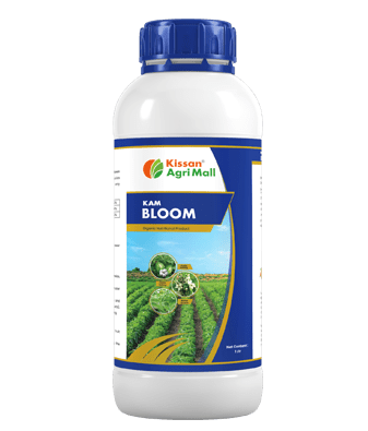 KAM Bloom -1 Lt 