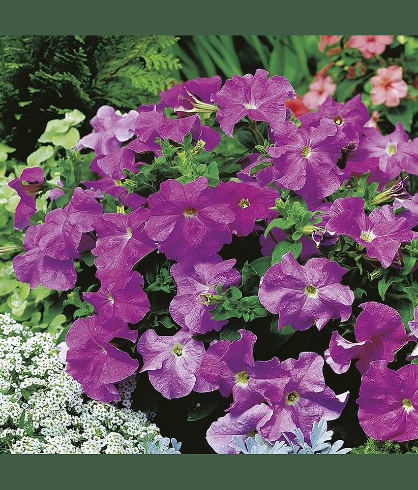 M-Tech Gardens Rare Hybrid Petunia " Storm Lavender " Flower Seeds for Growing ( 100 Seeds Pack ) - PETUNIA117