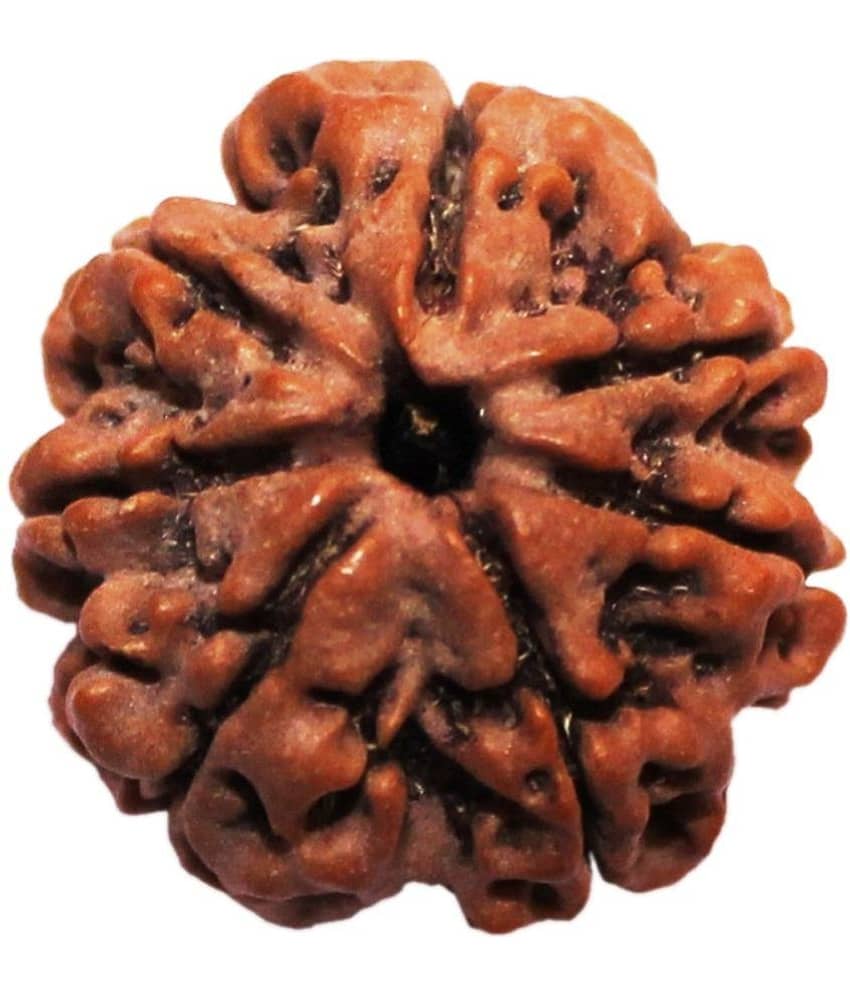 NIVARAN - 7 Mukhi Bead ( Pack of 1 )
