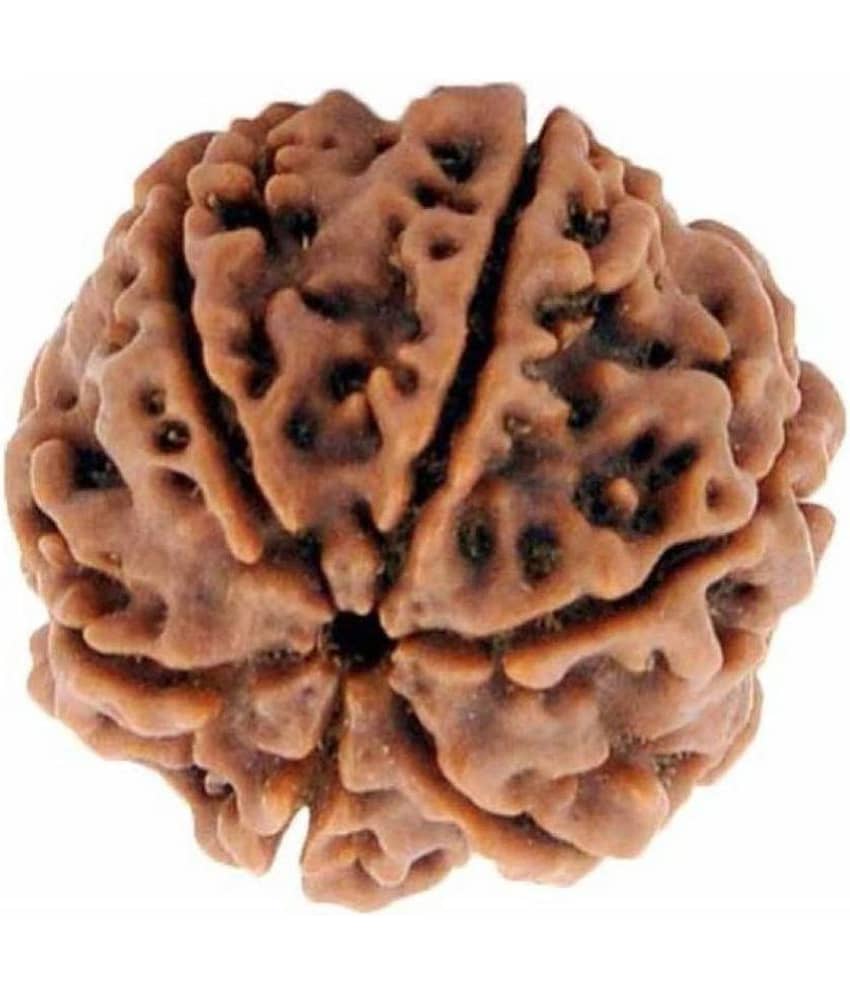 Lord Shiva Brown 6 Mukhi Lab Certified Natural Ganesha Shani Rudraksha
