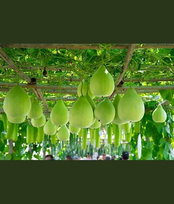 LiveNature Organic Round Bottle Gourd Vegetable ( 50 Seeds )