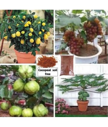 pack of 4 fruit seeds (GUAVA GRAPES PAPAYA LEMON ) 5 - 5 SEEDS OF EACH ONE FRUIT WITH MANUAL + cocopeat soil free