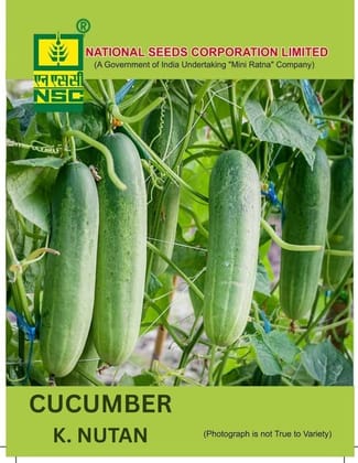 NSC Cucumber Kashi Nutan