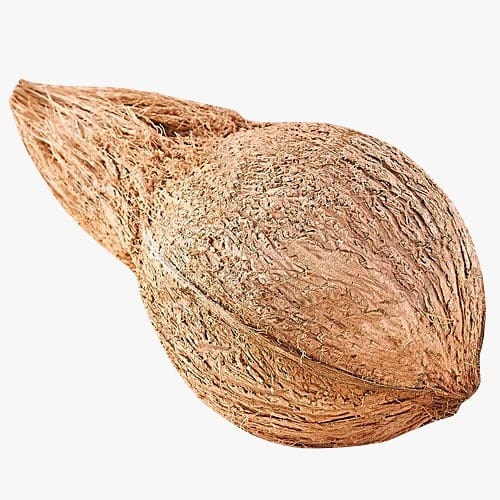 Coconut