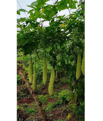 homeagro - Bitter Gourd Vegetable ( 20 Seeds )