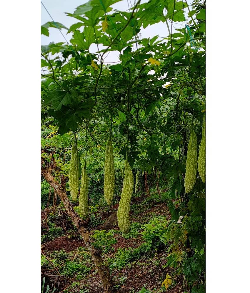homeagro - Bitter Gourd Vegetable ( 20 Seeds )