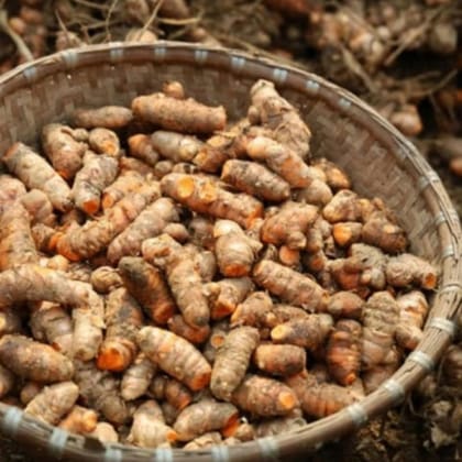 Fresh Raw Turmeric Roots - 1 kg - 1 kg - One pack of roots