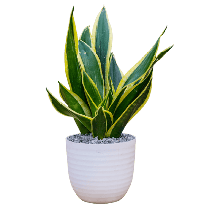 Birthright || Sanseveria Snake || Plant