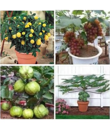 pack of 4 fruit seeds (GUAVA GRAPES PAPAYA LEMON) 5 - 5 SEEDS OF EACH ONE FRUIT WITH MANUAL