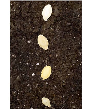 F1 High Yielding Hybrid Green Long Squash ZUCCHINI - 10 Seeds