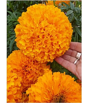 Daul D Marigold 50 seeds for each packet