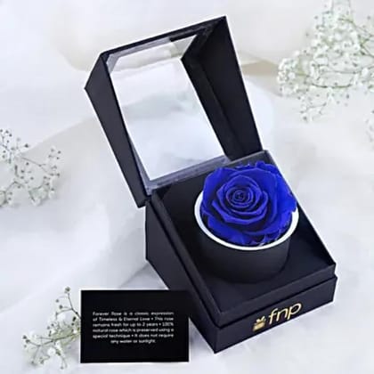 Forever Ocean Blue Rose