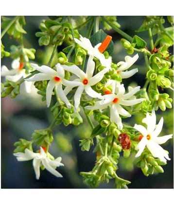 SHOP 360 GARDEN Nyctanthes arbor-tristis, Night flowering jasmine, Parijat, Flower of West Bengal, Harshringar, Parijatak Flower Seeds For Gardening - Pack of 15 Seeds