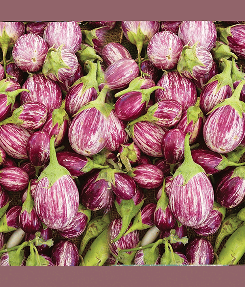 homeagro - Brinjal Vegetable ( 100 Seeds )