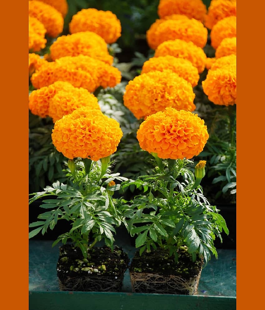 Marigold Orange Color Seeds - 50 Seeds (Genda/ गेंदा के बीज)