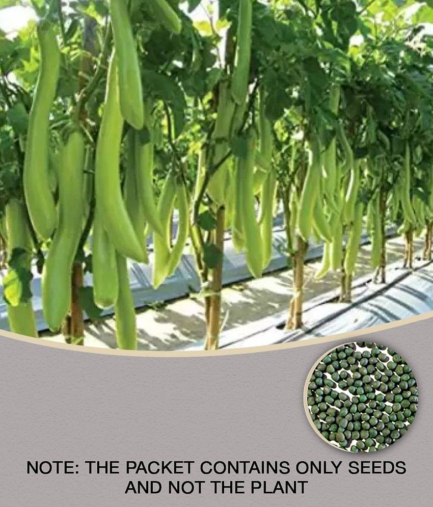 Recron Seeds - Brinjal Vegetable ( 50 Seeds )