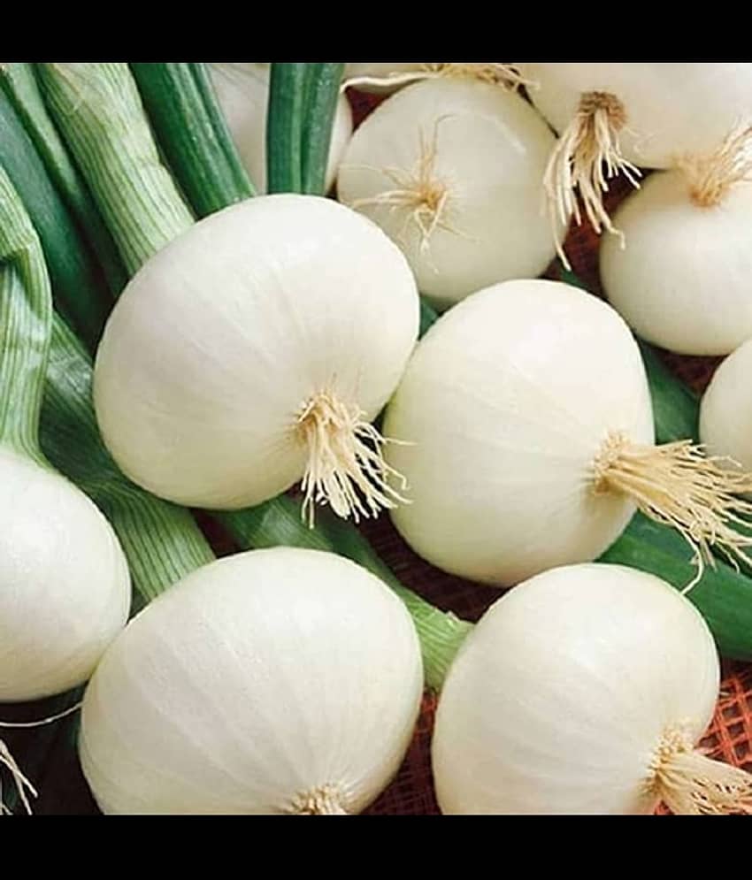 Infintegreen Onion Vegetable ( 100 Seeds )
