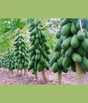 Red Lady Papaya 786 Seeds - Pack of 40 Seed + Instruction Manual