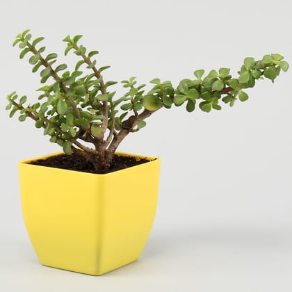 Lively Jade Plant In Yellow Plastic Pot