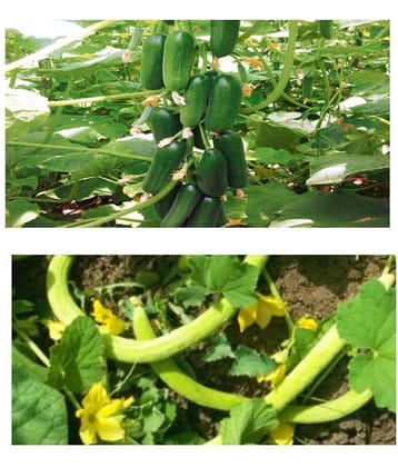 CUCUMBER KHIRA AND KAKRI 30+30 TOTAL 60 SEEDS PACK WITH MANAUL