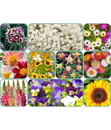 Aero Seeds 10 variety Flower seeds combo pack with instruction manual.