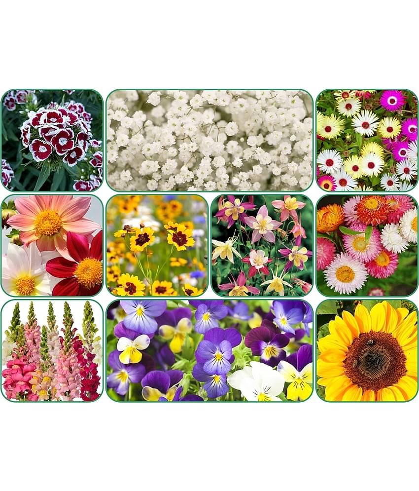 Aero Seeds 10 variety Flower seeds combo pack with instruction manual.