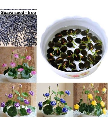 Lotus Flower Seeds - 20 seed - Pink & White Colors Seeds For Home Garden - 20 Seeds + Instruction Manual