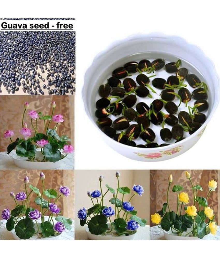 Lotus Flower Seeds - 20 seed - Pink & White Colors Seeds For Home Garden - 20 Seeds + Instruction Manual