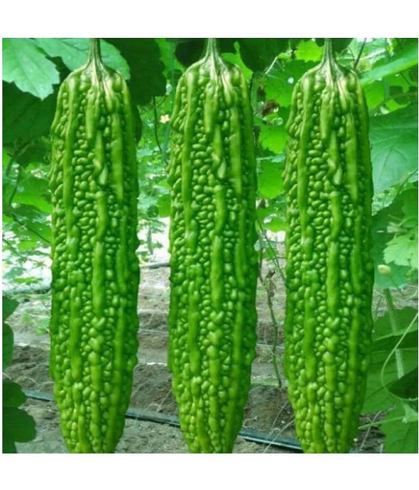 15 Seeds of High Yield Bitter Gourd Pali F1 Hybrid Green Long for Terrace Balcony Kitchen Poly House Gardening