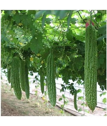 15 Seeds of High Yield Bitter Gourd Pali F1 Hybrid Green Long for Terrace Balcony Kitchen Poly House Gardening