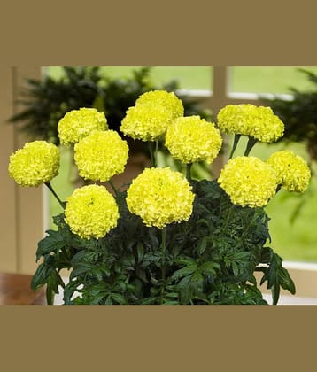 homeagro - Marigold Flower ( 50 Seeds )